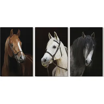 Obraz Sada obrazů na plátně Portréty koní v odstínech srsti 3x 20x30 cm