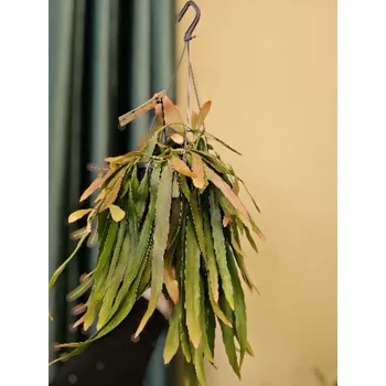 Rhipsalis Red Coral závěs XL