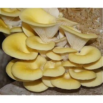 Substrát Hlíva citronová - připravený substrát 3kg