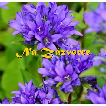 Zvonek na kolo Zvonek klubkatý ´Acaulis´ (Campanula glomerata ´Acaulis´)