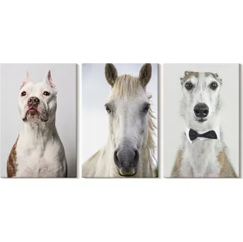 Obraz Sada obrazů na zeď - Portréty psů a koní, elegantní, 3x 20x30 cm