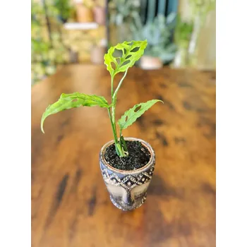 Monstera Obliqua Peru mini