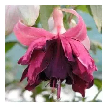 Leon Pauwels Fuchsie (Šl. P.van Bree, NL, 2004) 855