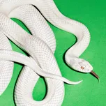 Private Music - Deftones [CD]