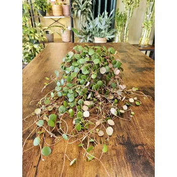Peperomia Pepperspot