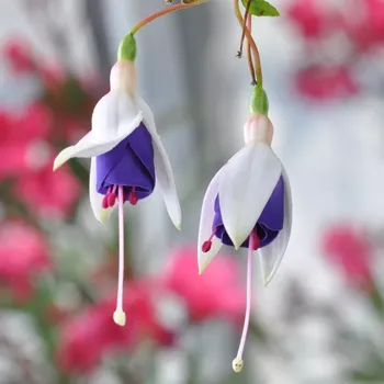 Elizabeth Honoruje Fuchsie 858