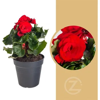 Sazenice Begónie, Begonia elatior Baladin, červená