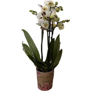 Sazenice Orchidej Můrovec, Phalaenopsis Kolibri Fiji, 2 výhony, bílá s fialovými fleky