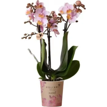 Sazenice Orchidej Můrovec, Phalaenopsis Kolibri Andorra, 2 výhony, světle růžová