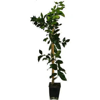 Sazenice Mandarinkovník Citrus Limeta - La Vallette