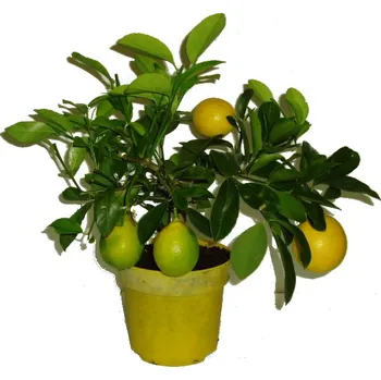 Sazenice Citrus citronovník Lemon Meyer