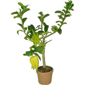 Sazenice Citrus střední Budhova ruka RARITA