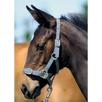 Vybavení pro koně HKM Ohlávka HKM hříbě 0 s vodící šňůrkou modrá, Barva oranžová