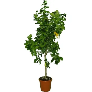 Sazenice Velký citrus Lemon