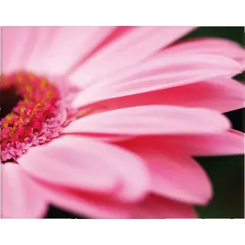 Plakát Sablio Plakát Růžová gerbera - 60x40 cm