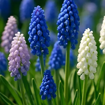 Semeno Směs modřenců - Muscari mix - cibule modřence - 25&nbsp;ks