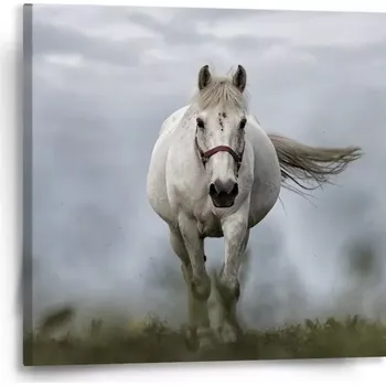 Obraz Sablio Obraz Bílý kůň 3 - 50x50 cm