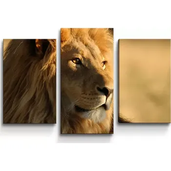 Obraz Sablio Obraz - 3-dílný Lev 3 - 75x50 cm