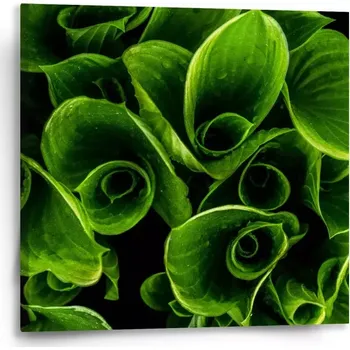 Obraz Sablio Obraz Zelené listy - 50x50 cm