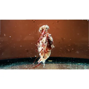 Návnadová surovina Šonův Sopel Ready to Go med 500 ml