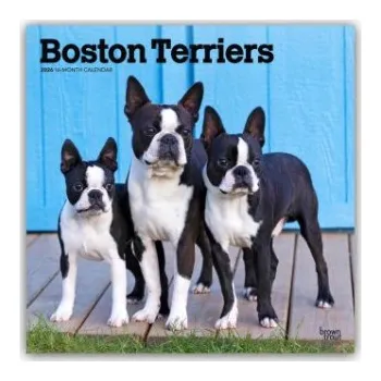 Diář Boston Terriers 2026 - 16-Monatskalender (EN)