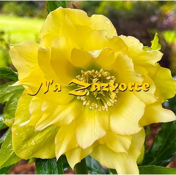 Sazenice Čemeřice ´DOUBLE Yellow´ (Helleborus orientalis ´Double Ellen Yellow´)