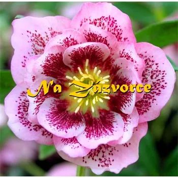 Sazenice Čemeřice 'DOUBLE Pink Spotted' (Helleborus orientalis 'Double Ellen Pink Spotted') 1L