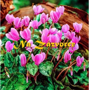 Venkovní osvětlení Brambořík venkovní ´Rosenteppich´ (Cyclamen hederifolium ´Rosenteppich´)