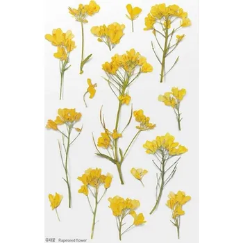 Obraz Ozdobné Samolepky Květiny Řepka Rodinné Umění