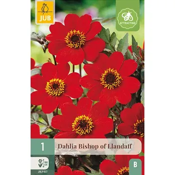 Cibulovina Jiřina Bishop of Llandaff (1 hlíza) Classic Collection