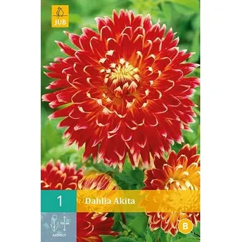 Cibulovina Jiřina Akita (1 hlíza)