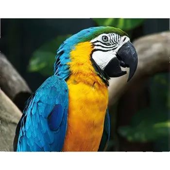 Plakát Sablio Plakát Ara - 60x40 cm