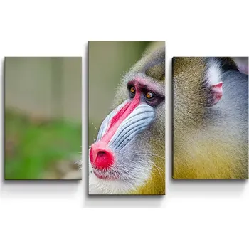 Obraz Sablio Obraz - 3-dílný Mandril - 75x50 cm