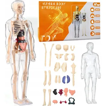 anatomický model Vzdělávací kostra Model model lidského těla 3D vnitřní orgány
