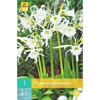 Cibulovina Ismene bílá (1 cibule) Hymenocallis Festalis