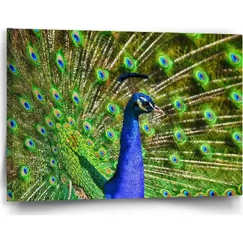 Obraz Sablio Obraz Páv - 60x40 cm