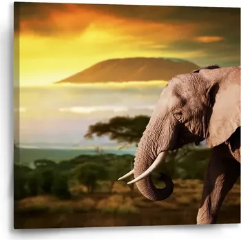 Obraz Sablio Obraz Slon z profilu - 50x50 cm