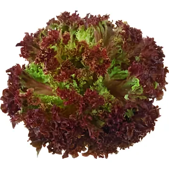 Salát Lollo Rosso 200g