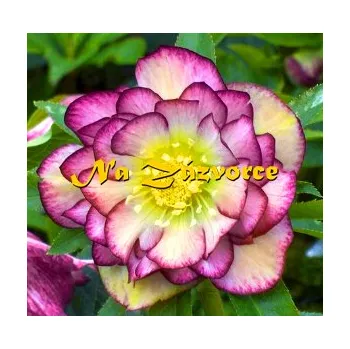 Sazenice Čemeřice 'DOUBLE White Picotee' (Helleborus orientalis 'Double Ellen Picotee') 1L