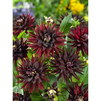 Semeno Jiřina 'Tamburo' 1 ks