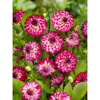 Semeno Jiřina 'Little robert' 1 ks