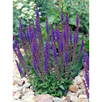 Semeno Šalvěj hajní Blue 1 ks