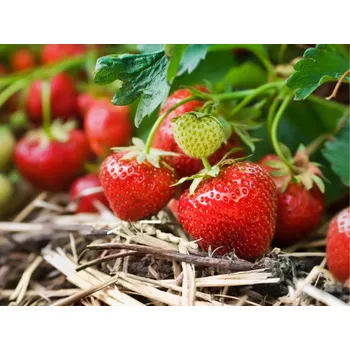 Semeno Jahodník 'San Andreas' 12 ks stáleplodící Sazenice: Frigo sadba "A" standard 12 ks