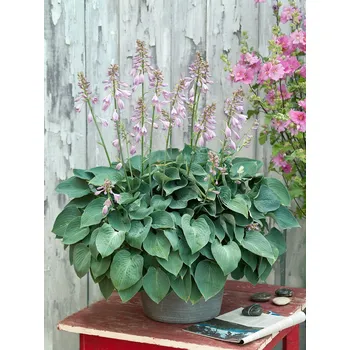 Sazenice Bohyška 'Blue Cadet' 1 ks