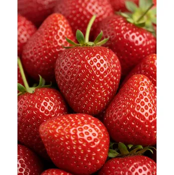 Semeno Jahodárna Brozany Jahodník 'Cabrillo' 12 ks stáleplodící Sazenice: Frigo sadba "A" standard 12 ks