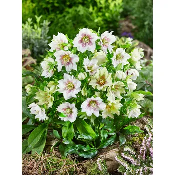 Semeno Čemeřice 'Double Ellen Spotted White' 1 ks