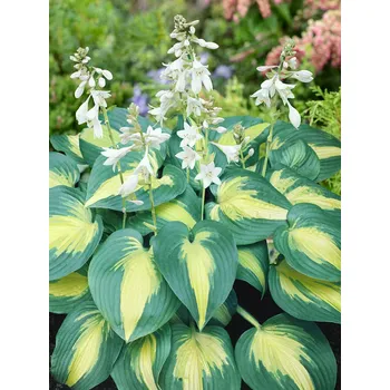 Semeno Bohyška 'Thunderbolt' 1 ks