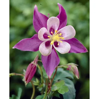 Semeno Orlíček 'Mckana hybrids' 3 ks