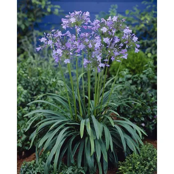 Semeno Kalokvět 'Donau' 1 ks