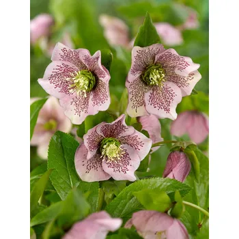 Semeno Čemeřice 'Orientalis' 1 ks